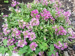 Lobularia maritima