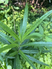 Helianthus angustifolius