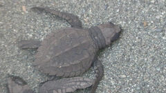 Lepidochelys olivacea