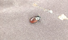 Chrysolina marginata
