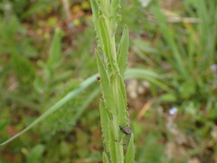 Lepidium campestre