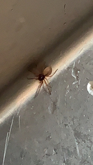 Trachelas tranquillus