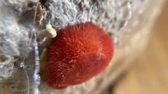 Pleurotus djamor roseus
