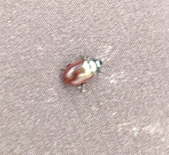 Chrysolina marginata