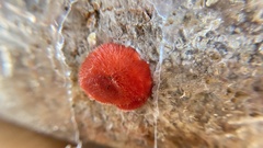 Pleurotus djamor roseus