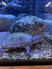 Staurotypus salvinii