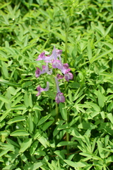 Corydalis yanhusuo