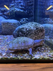 Staurotypus salvinii
