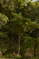 Cyathea