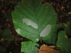 Phyllonorycter coryli