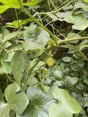 Marah oregana