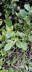 Sida rhombifolia