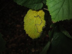 Stigmella floslactella