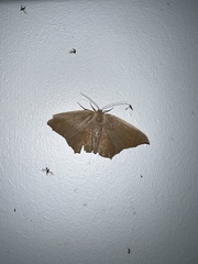 Prochoerodes lineola