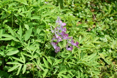 Corydalis yanhusuo