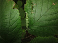 Phyllonorycter coryli