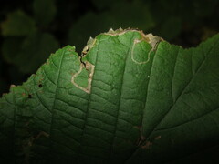 Stigmella floslactella