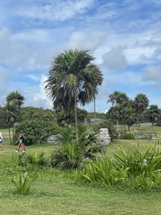 Thrinax radiata