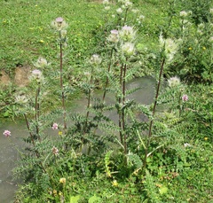 Cirsium obvallatum