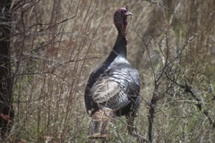 Meleagris gallopavo intermedia