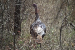 Meleagris gallopavo intermedia