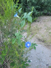 Ipomoea hederacea