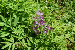 Corydalis yanhusuo