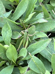 Dichromorpha viridis