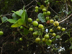 Cissus