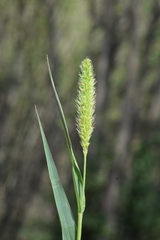 Setaria viridis viridis