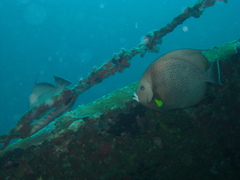 Pomacanthus arcuatus