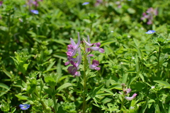 Corydalis yanhusuo