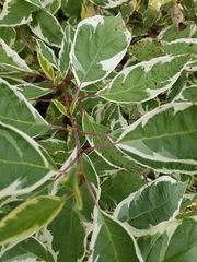 Cornus alba baileyi