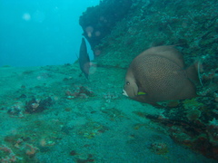 Pomacanthus arcuatus