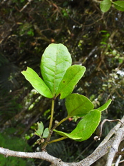 Cissus