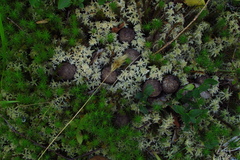 Sphagnum palustre