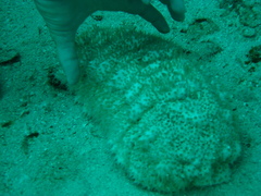 Holothuria mexicana
