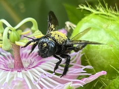 Xylocopa micans