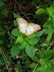 Anartia jatrophae
