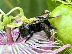 Xylocopa micans