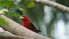 Ramphocelus bresilius