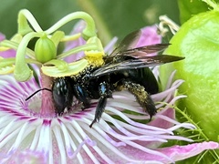 Xylocopa micans