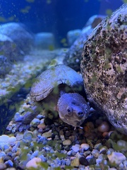 Staurotypus salvinii