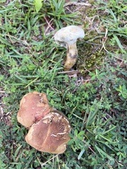 Boletus sensibilis