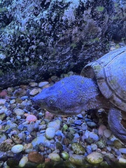 Staurotypus salvinii