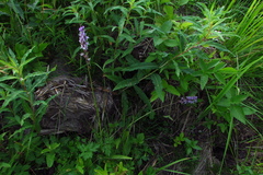 Dactylorhiza fuchsii