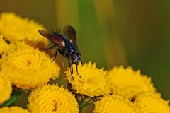 Eriothrix rufomaculata