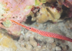 Dunckerocampus multiannulatus