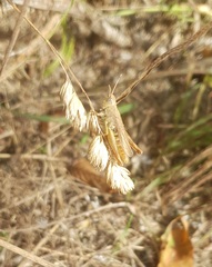 Gomphocerippus rufus