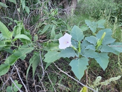 Datura discolor